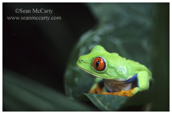 Tree Frog, Monteverde, Alajuela